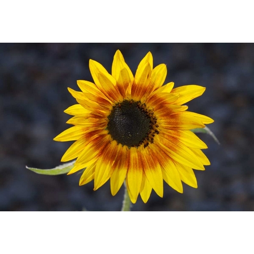 USA, California, Hybrid sunflower